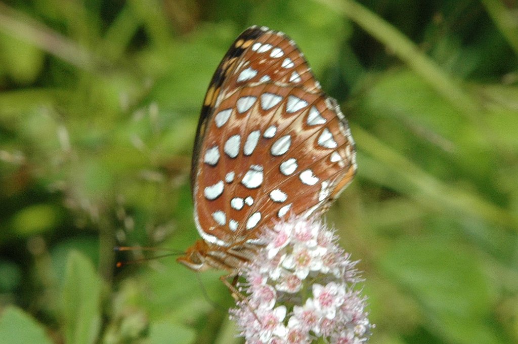 008 Aphrodite, 2008-07291274 Wachusett Meadow, MA.JPG - Aphrodite (Speyeria aphrodite). Butterfly. Wachusett Meadow Wildlife Sanctuary, MA, 7-29-2008